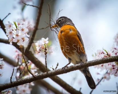 Picture of Robin with twigs for the nest and cherry blossoms